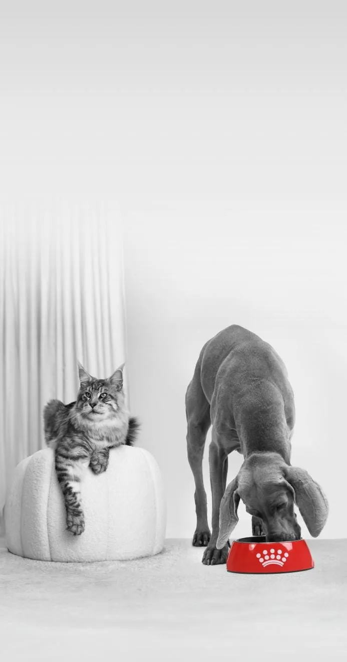 Royal Canin official pet nutrition scene