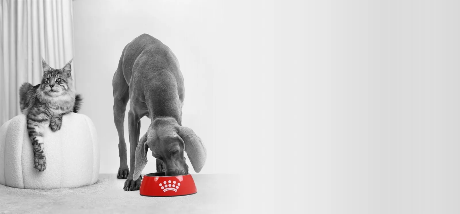 Royal Canin official dog and cat feeding scene